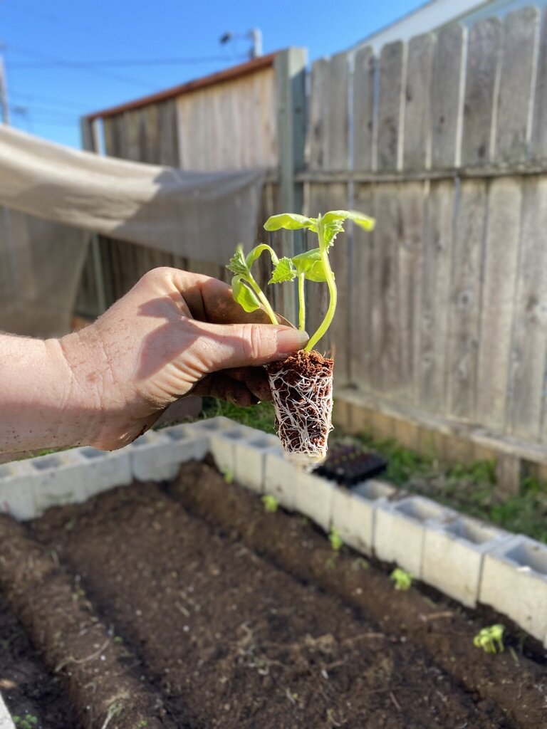 GREEN THUMB?